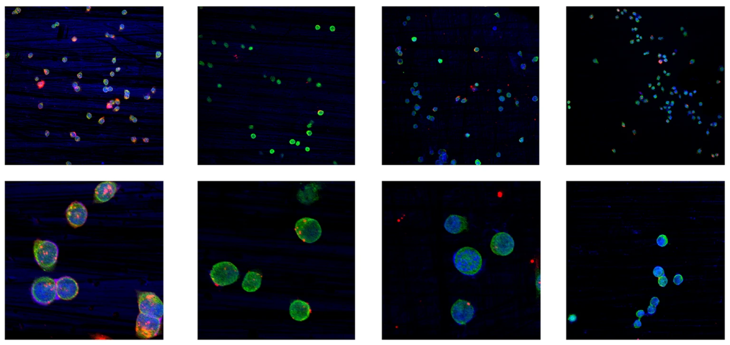 Arrowtail RNA ginger exosomes cell interaction.